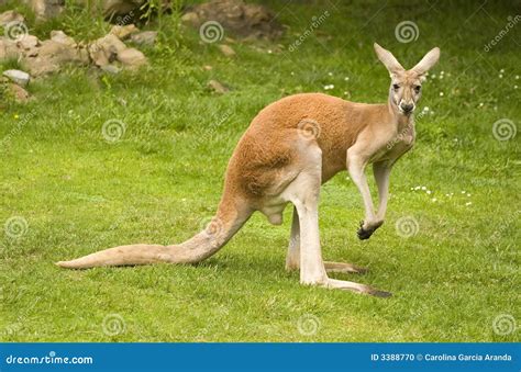 Kangaroo Leg Muscles