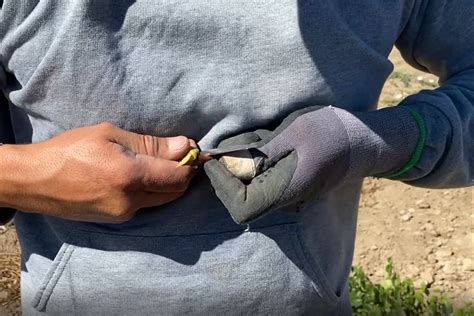 Image result for Methods of Budding