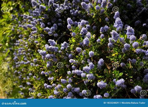 Ceanothus Thyrsiflorus, Known As Blueblossom or Blue Blossom Ceanothus, is an Evergreen Shrub in ...