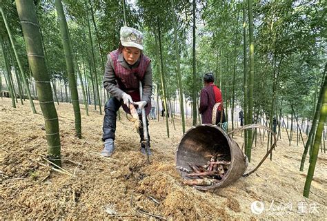 贵州赤水：楠竹笋迎来丰收季-人民图片网