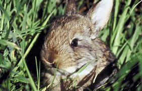 Image result for Rabbit Nesting Habits