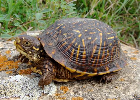 Image result for Biggest Box Turtle