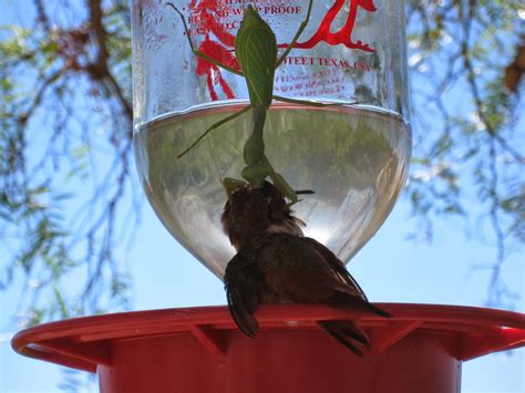Praying Mantis Eating Hummingbird