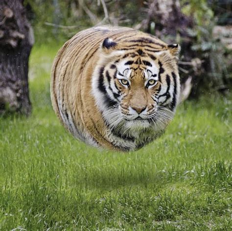 Monkey and Tiger Meme