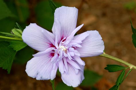 12 Rose of Sharon Varieties for Your Landscape