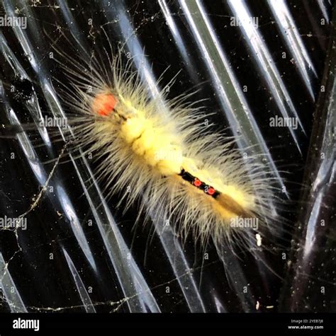 White-marked Tussock Moth (Orgyia leucostigma Stock Photo - Alamy
