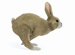 Image result for Bunny Rabbit Running
