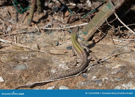 Italian Wall Lizard Podarcis Siculus Stock Photo - Image of wall ...