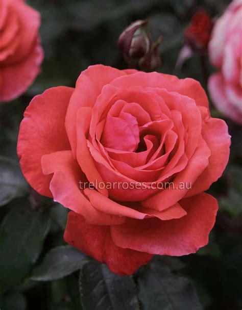 Fragrant Cloud - Shop Treloar Roses - Premium Roses For Australian ...