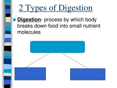 Digestion Process 的图像结果