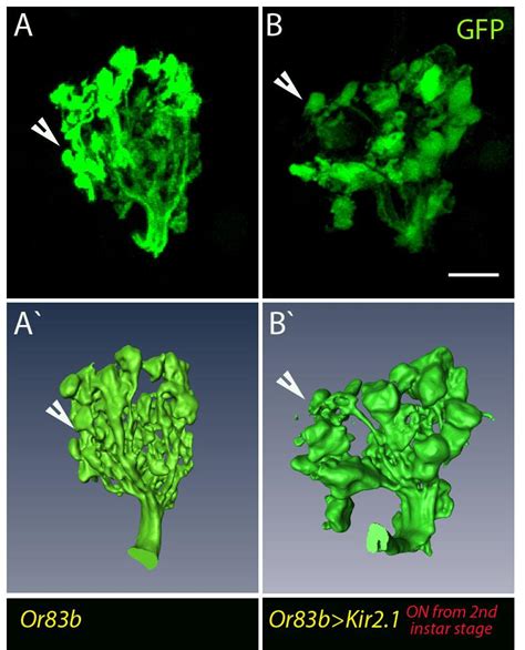 Prof. K. VijayRaghavan - Plasticity and maintenance | NCBS