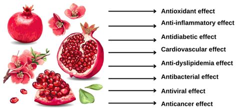 An Overview of the Health Benefits, Extraction Methods and Improving the Properties of Pomegranate