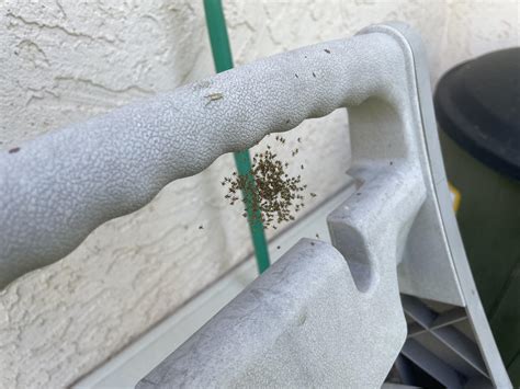 Baby yellow spiders : r/spiders