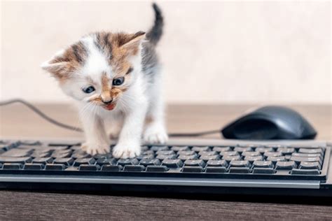 Image result for Computer Mouse Pointer Cat