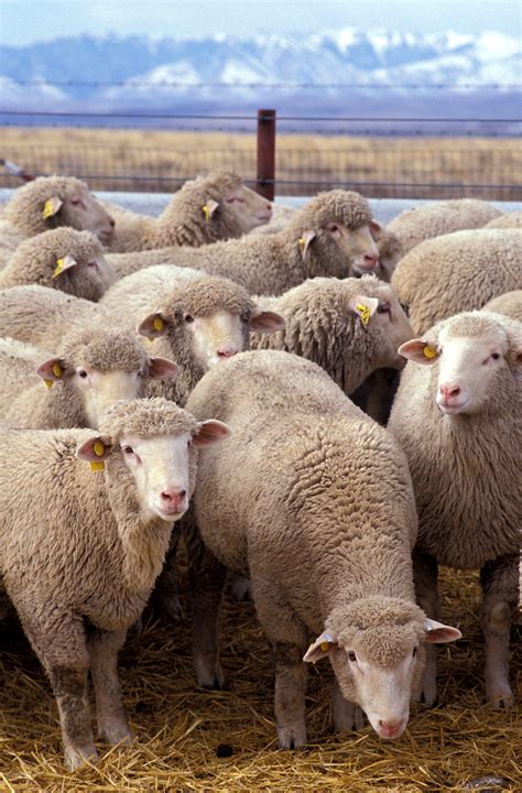 Free photo: Herd of Sheep - Animal, Farm, Herd - Free Download - Jooinn