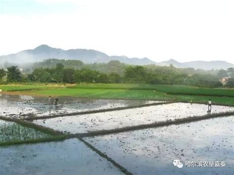 为什么说平移式喷灌是传统农业耕作区的最佳灌溉方式 - 知乎