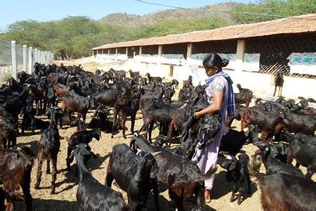 COMMERCIAL GOAT FARMING TRAINING PROGRAM 2023
