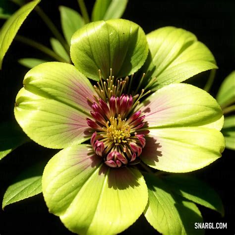 Lawn green - Meaning, Examples, Symbolism, and More