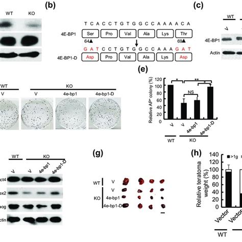 Image result for PIM2 Intracellular