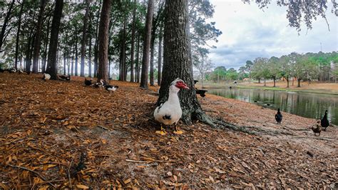 Crestview to address duck population at Twin Hills Park