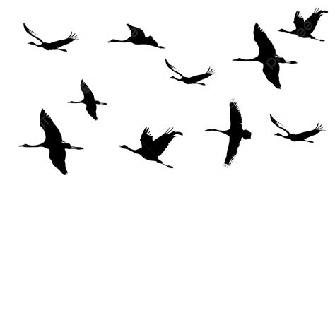 Flying Birds Vector Png