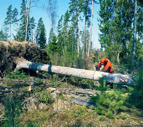 Image result for Chainsaw Tree Fall