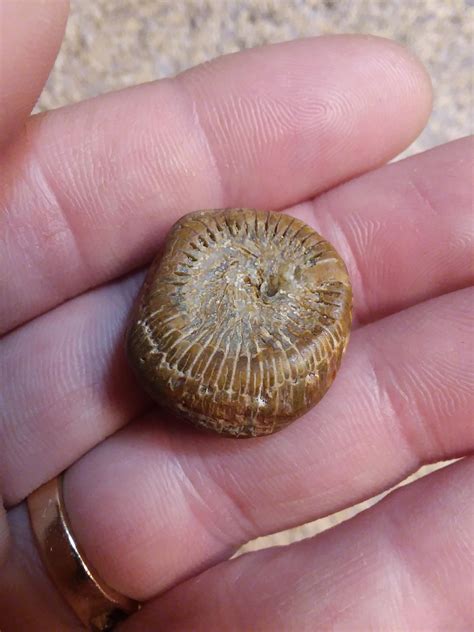 Found near lake superior. Well preserved piece of horn coral? : r/fossils