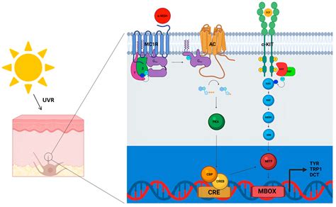 Behind the Scene: Exploiting MC1R in Skin Cancer Risk and Prevention