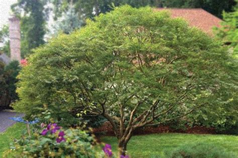 Image result for Pruning Japanese Maple Tree