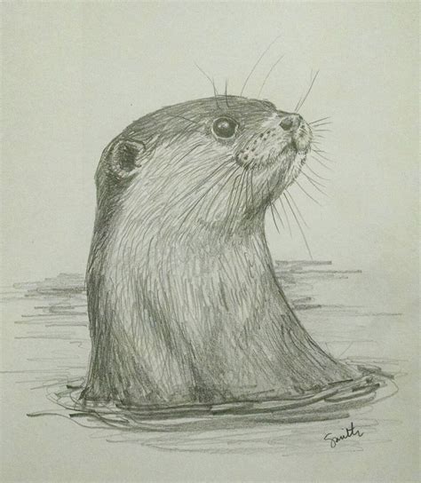 North American River Otter Drawing