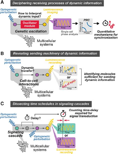Image result for Dynamic Cell Progress