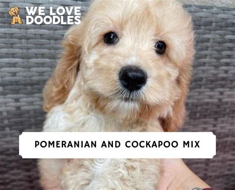 Image result for Cockapoo Terrier Mix