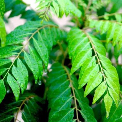 ARIYA Live Plant Curry Leaf Tree/Kadi Patta Plant without Pot : Amazon ...