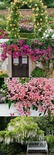 Garden Climbing Plants And Flowers by 20 Favorite Flowering Vines And Climbing Plants A Garden Climbing Plants And Flowers