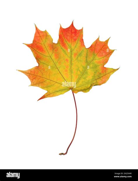 Dry leaf of maple tree isolated on white. Autumn season Stock Photo - Alamy