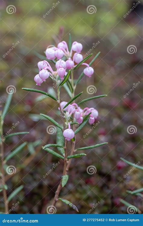 Bog-rosemary Andromeda Polifolia, with Pink Bell Flowers Stock Photo ...