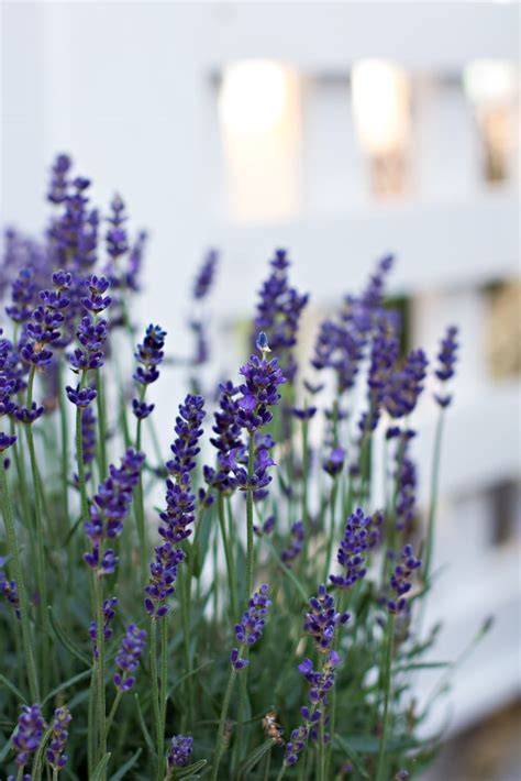 Lavender Pruning Tips 的图像结果