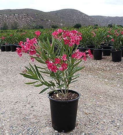Rare Dwarf Dark Red Nerium Oleander Arali Flower Plant - 1 Helathy Live ...
