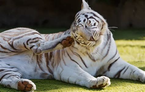 Wallpaper white, nature, tiger, pose, background, paws, lies for mobile ...