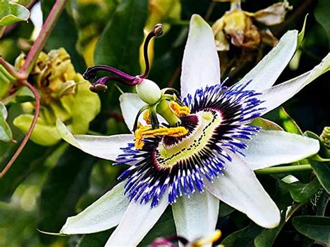 Gardening Paradise Rare Passion Flower Passiflora Passion Vine Maypop ...