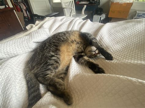 The missile is eepy [Frickin' Cute] : r/Frickin