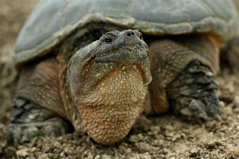 Dragon Snapping Turtle 的图像结果