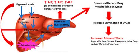 Can Elevated Liver Enzymes Cause Weight Gain