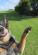 Image result for All Baby Dogs