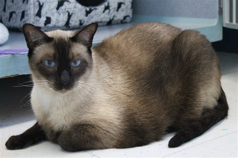 What Is A Seal Point Siamese Cat at Jaxon Cockerill blog