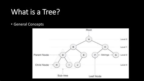 Image result for What Does a Tree Look Like DSA Python