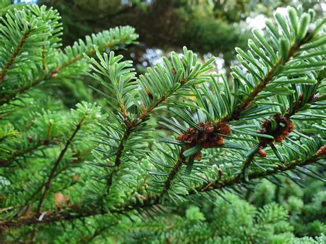 Abies veitchii var. sikokiana - Shikoku-edelgran | The Arboretum and ...