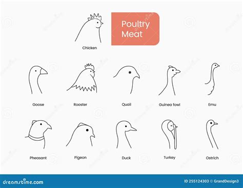 Types of Poultry Meat Hen and Rooster, Duck and Goose, Guinea Fowl and ...