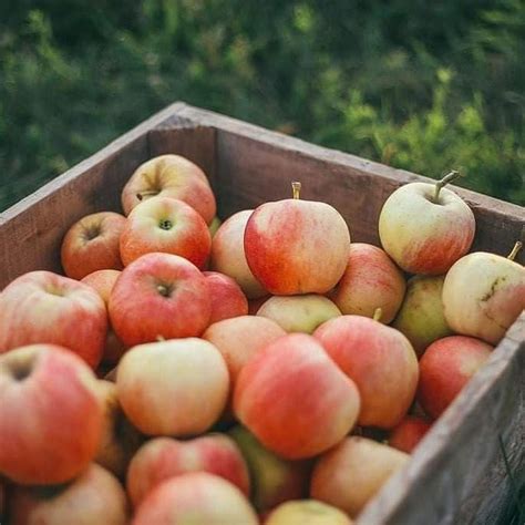 Utah Honeycrisp Apples and Pears are coming to ST. GEORGE, UTAH, C-A-L ...