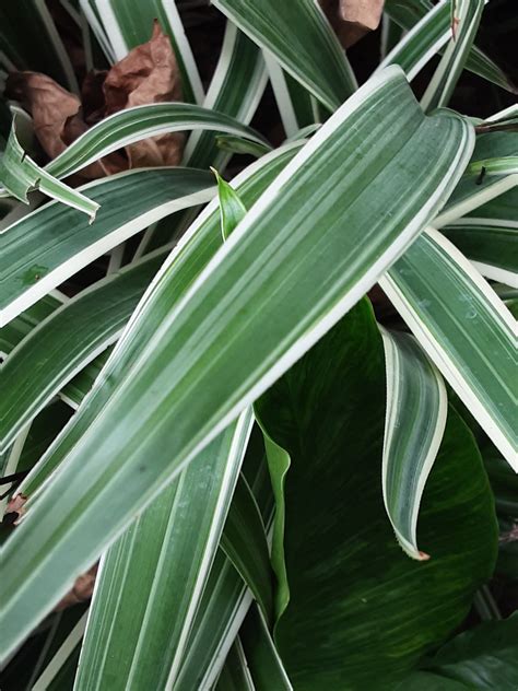 Parallel Venation in Plant Leaves